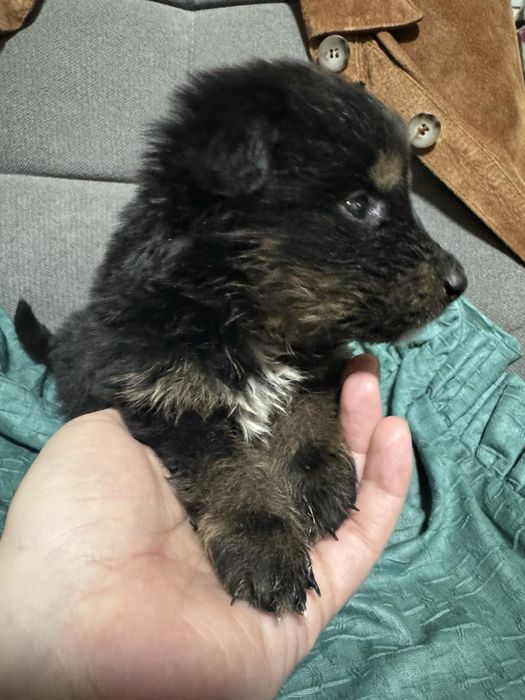 Терміново шукаємо родину або перетримку