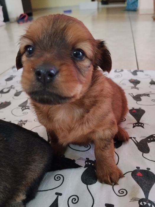 Szczeniaczki do oddania za darmo