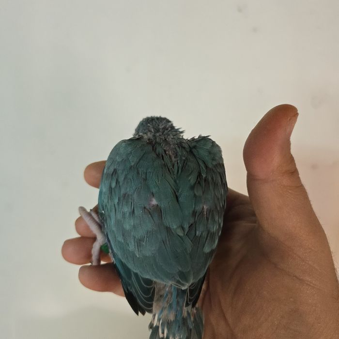 Lindos Ringnecks  Verdadeiros Companheiros de Estimação