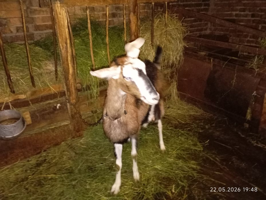 Продам козу з козенятами