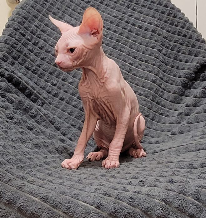 Sphynx olhos azuis