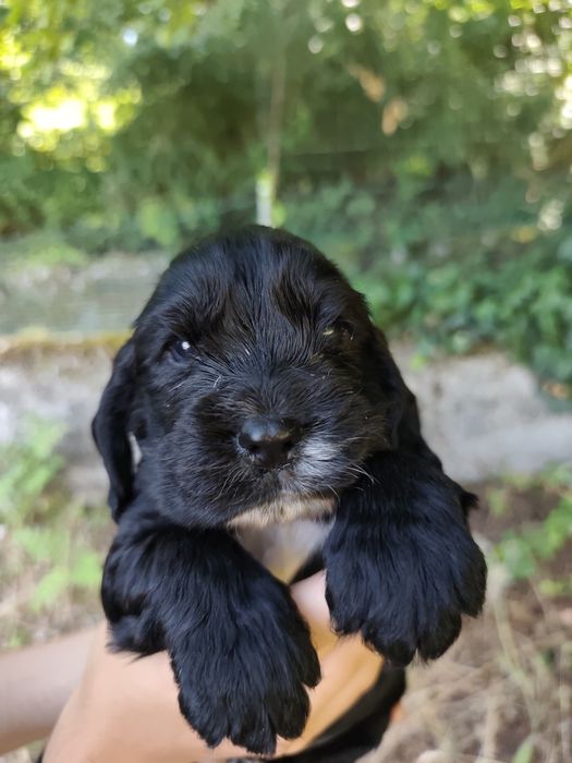 Menino Cocker fofinho
