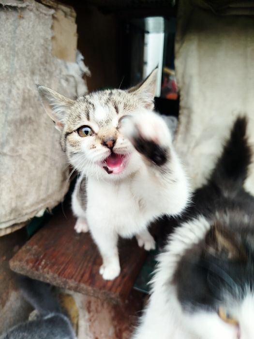 Отдам 6 котят в хорошие руки