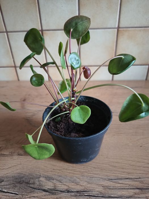 Kwiat pieniążek z trzema odnóżkami, młody