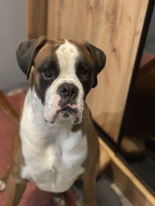 Німецький боксер хлопчик для  вязки, немецкий боксер