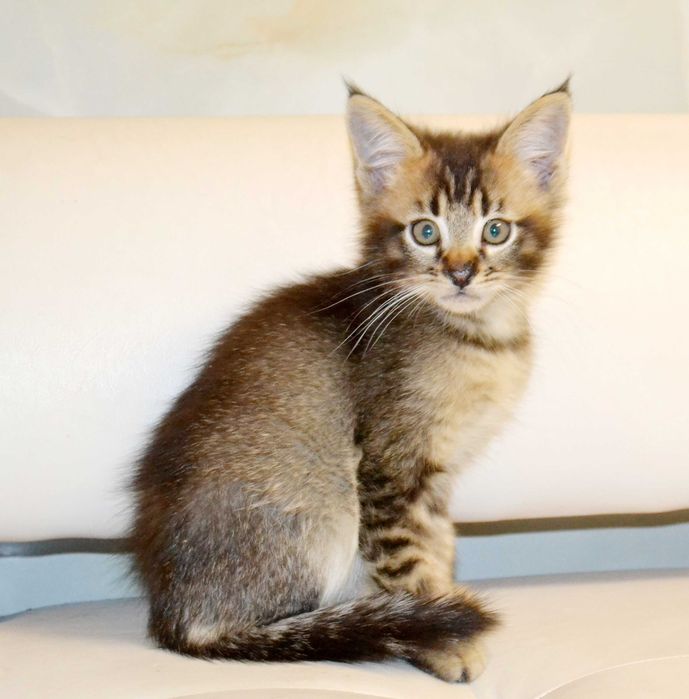 Маленькая рысь! Крупные котята чаузи!