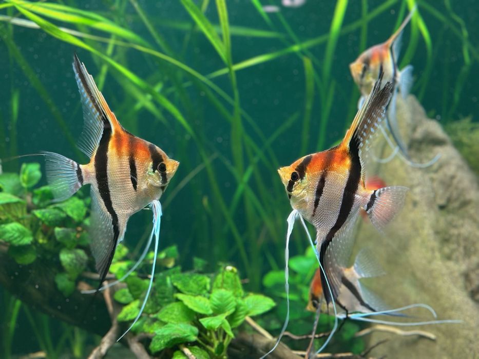 Skalary Manacapuru red back  F2