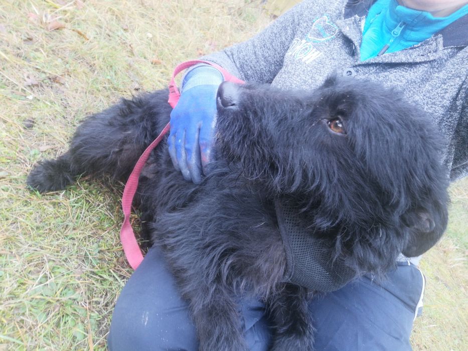 WĘGIELEK młody energiczny piesek szuka domu