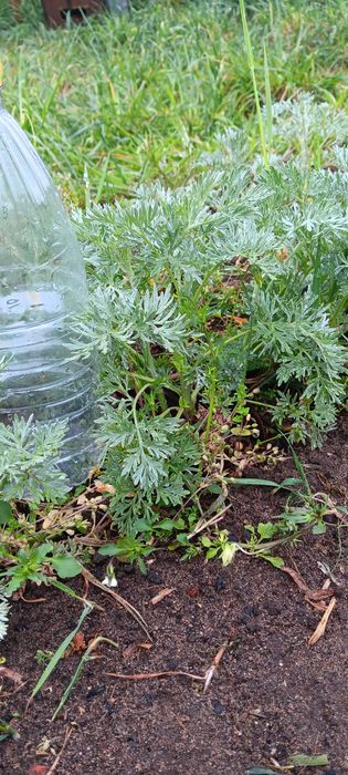 Sadzonki bylicy piołun 10 sztuk Eko(młode, duże, rozwinięte) CZYSTA NATURA