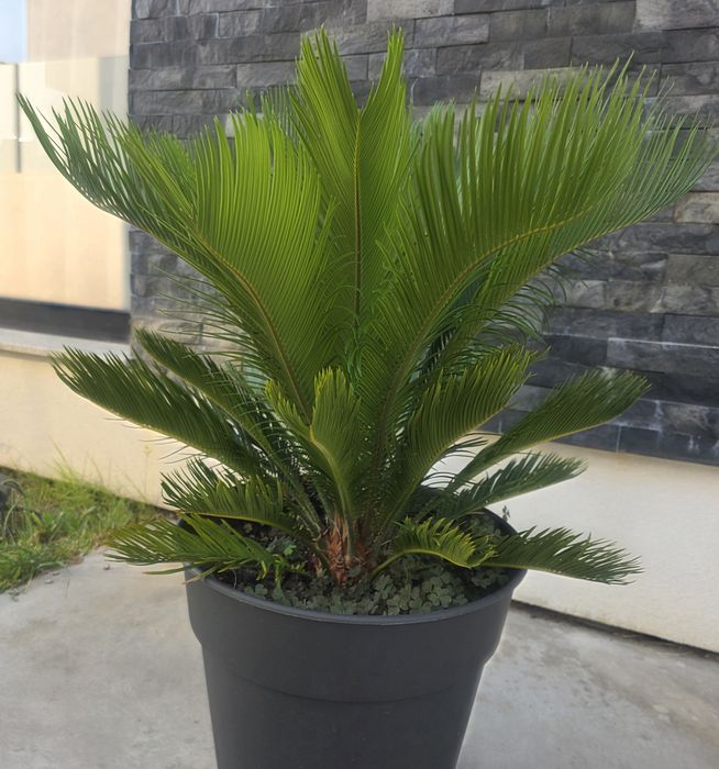 Palmeira Cica (Cycas Revoluta) | Planta Tropical + Vaso Grande Preto