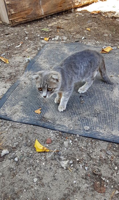 Шотландські кошенята