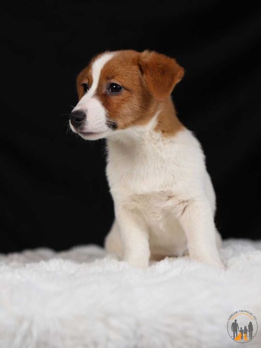 Jack Russell Terrier ZKwP FCI suczka w.krótki