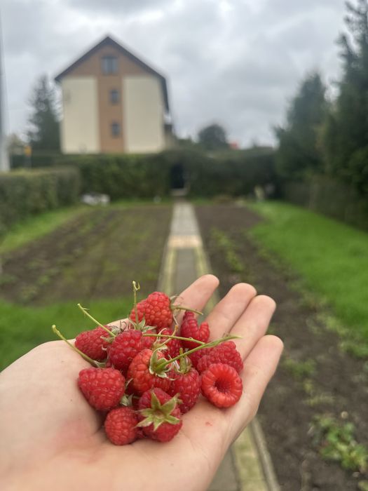 DUŻA DZIAŁKA ROD | Szklarnia, owoce,drzewa,domek, Ciechanów, Śmiecin - Gotowa do relaksu