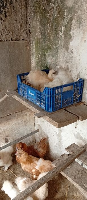 Vendo coquichas fêmeas e macho