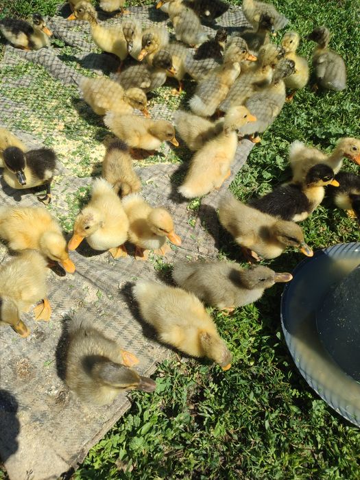 Продам індичата з індичкою ,каченята 100/1