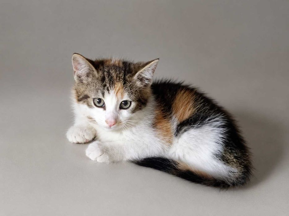 3,5 - miesięczna Moly szuka domu (możliwa adopcja rodzeństwa)