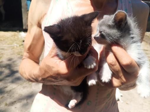 Вітдам в добрі руки