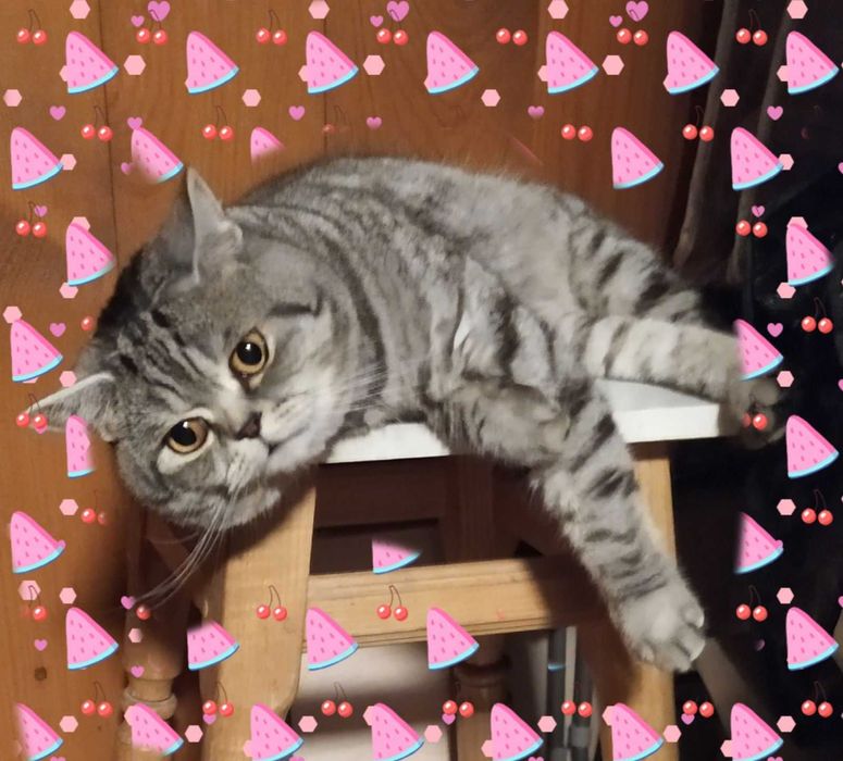 Кіт шотландський для в'язки.