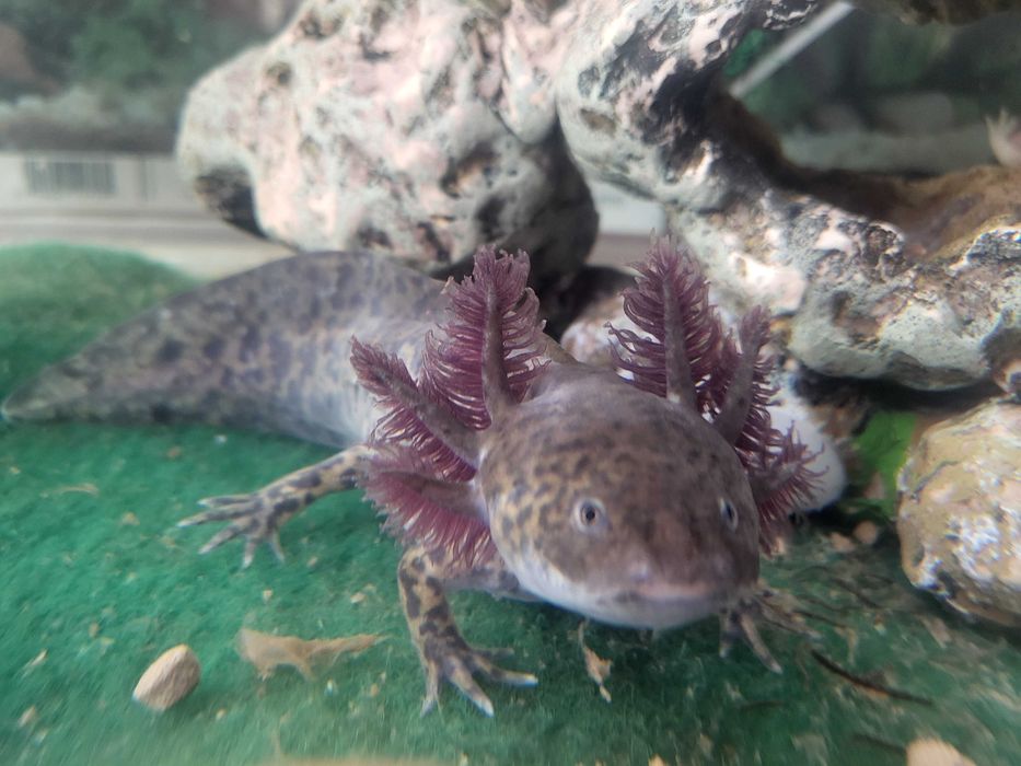 Axolote 15cm de pura beleza