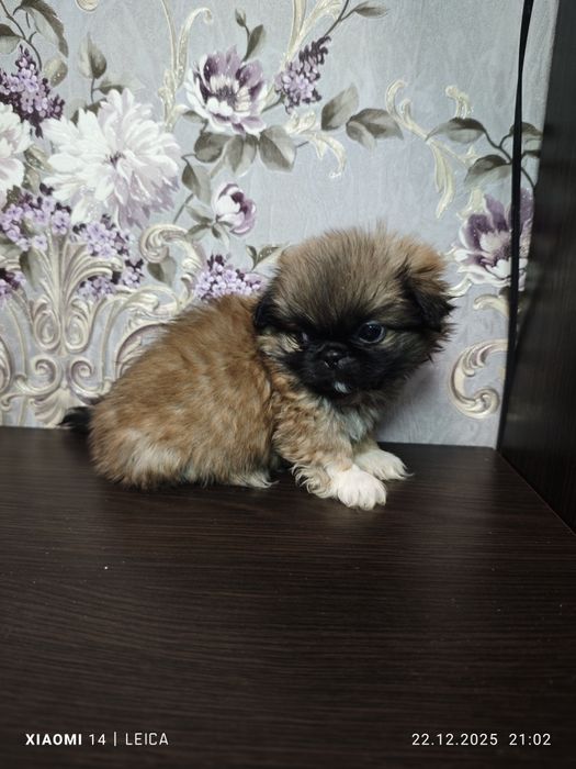 Продам Пікінесів