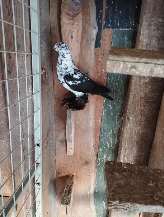 Sprzedam gołębie Wiedyny, Wenery