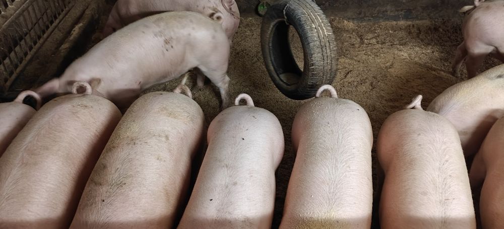 Tuczniki,świnie sprzedam