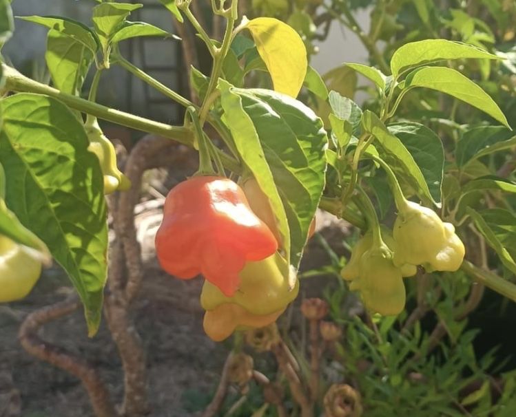 Planta malagueta sinos