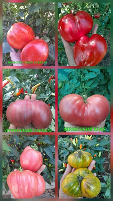 Насіння колекційних томатів