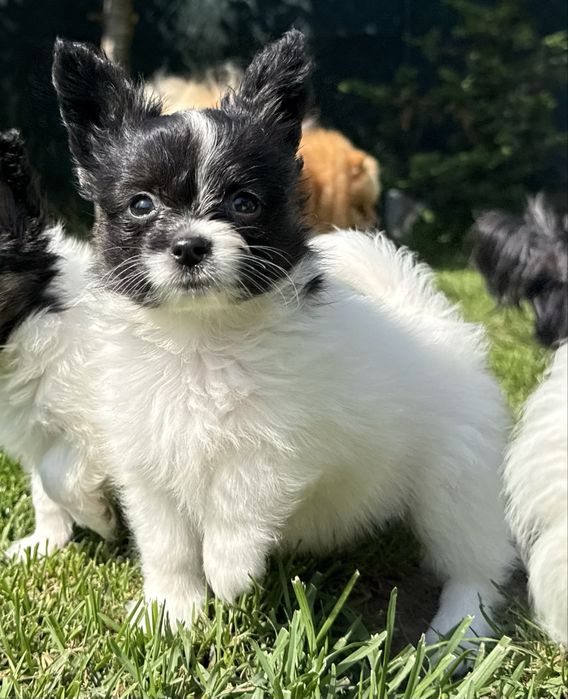 Papillon spaniel miniaturowy pies ZKwP FCI