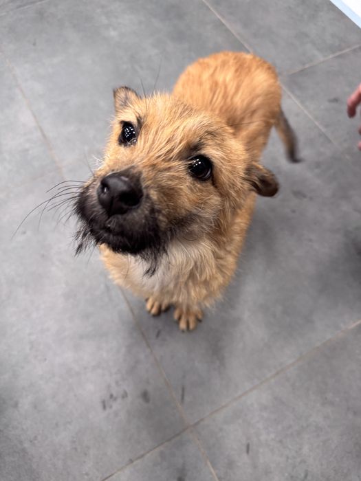 Цуценя хлопчик в добрі руки.