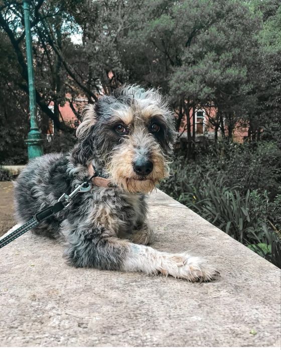 Dog walking/ Passeio de cães