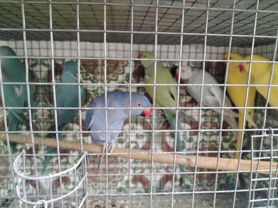 Ring necks adultos
