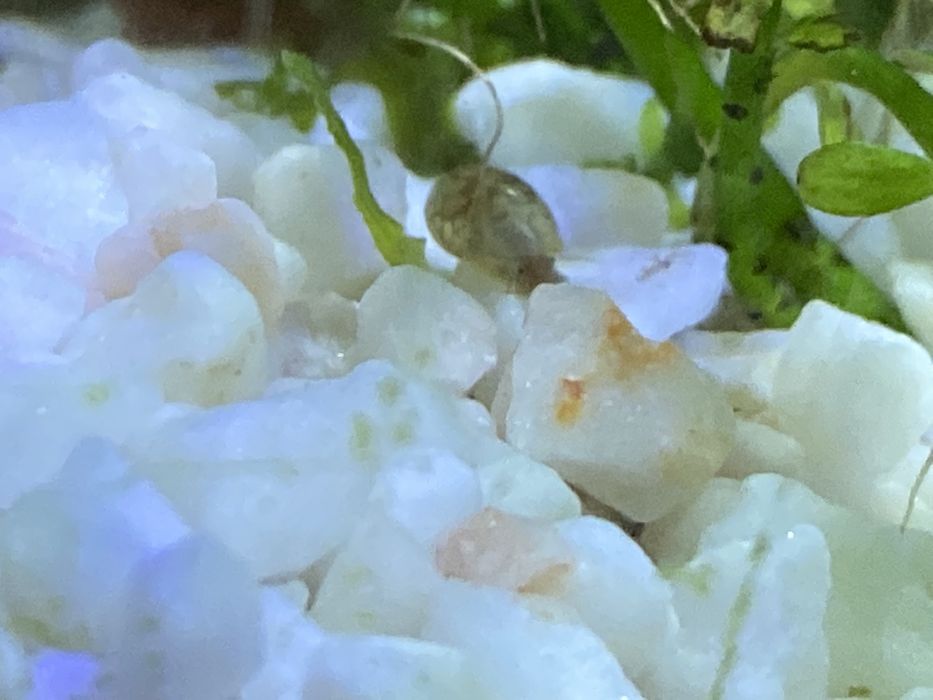 Ślimaki wodne (rozdętki,świderki,zatoczki)