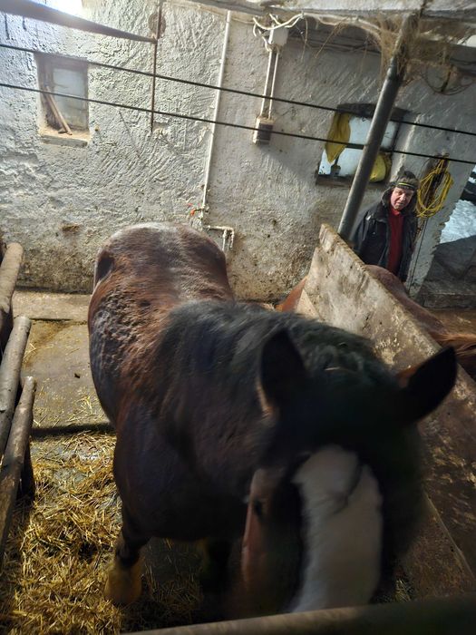 Sprzedam konie Zimnokrwiste