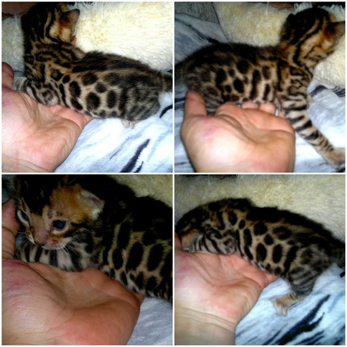 Яскраві бенгальські хлопчики і дівчатка BENn24