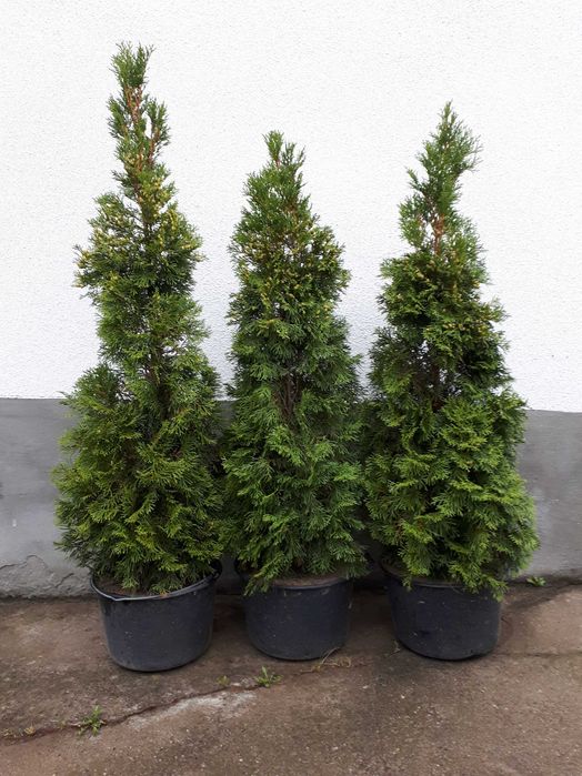 Туя,туя захiдна Смарагд.