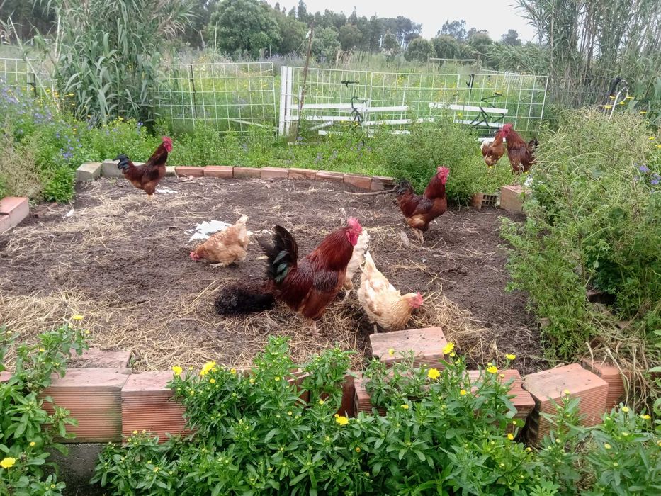 Ovos de galinhas criadas ao ar livre