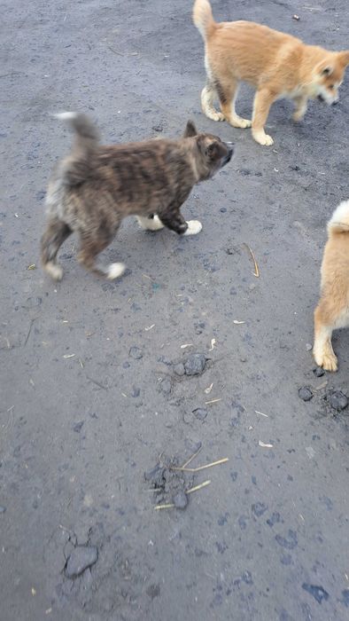 Akita inu suczka
