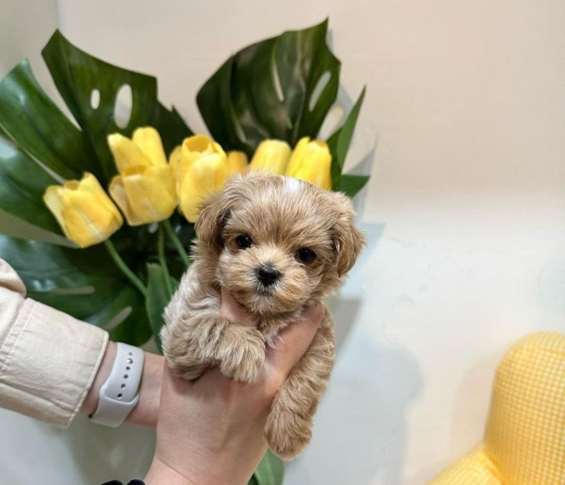 Мальтипу,мини ,супермини. Азия