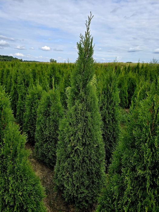 Tuja szmaragd 120cm 140cm tuia smaragd thuja Sadzimy