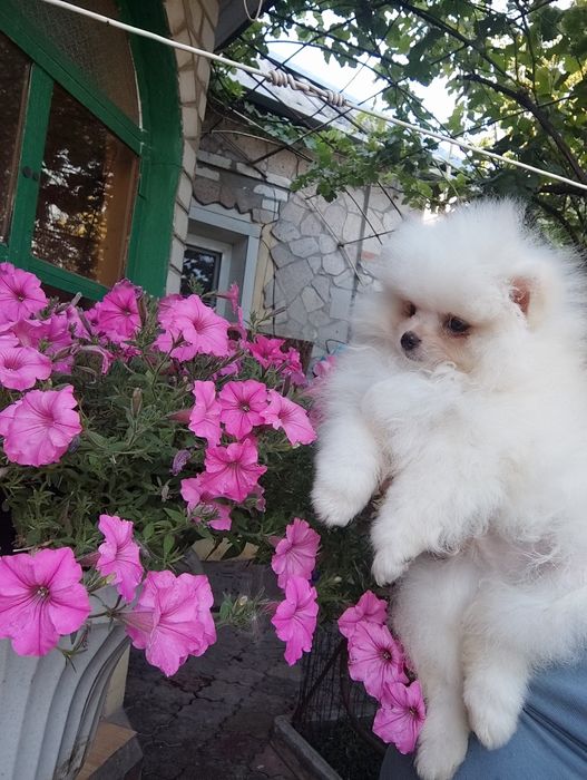 Мальчик померанец медвежонок.