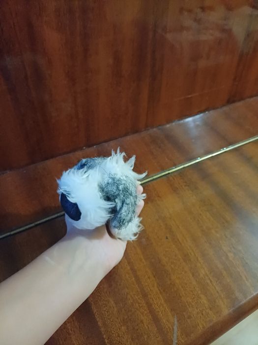 Игрушка зе дог колкшн