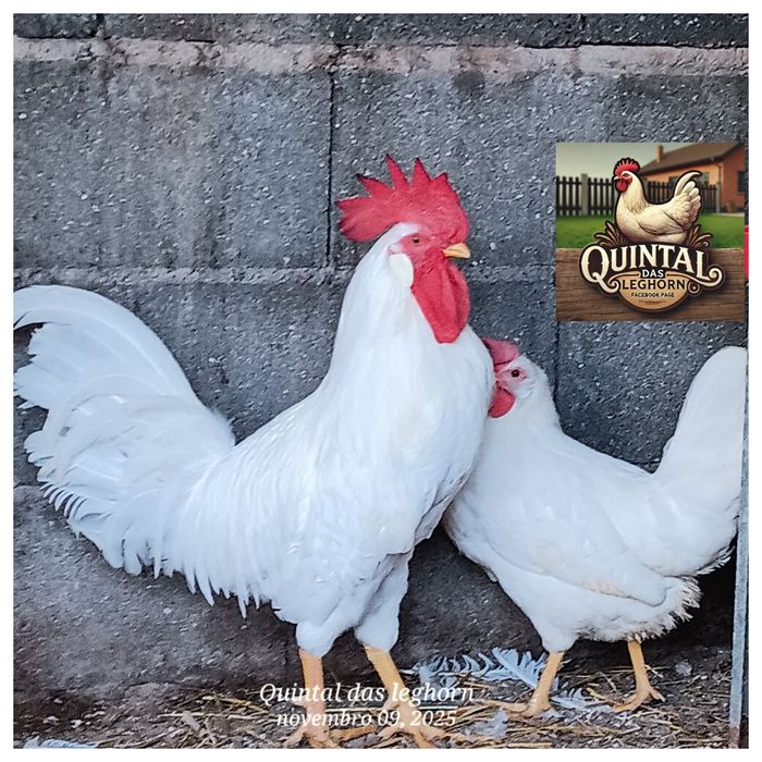 Leghorn Brawn,Isabela, White e Azur