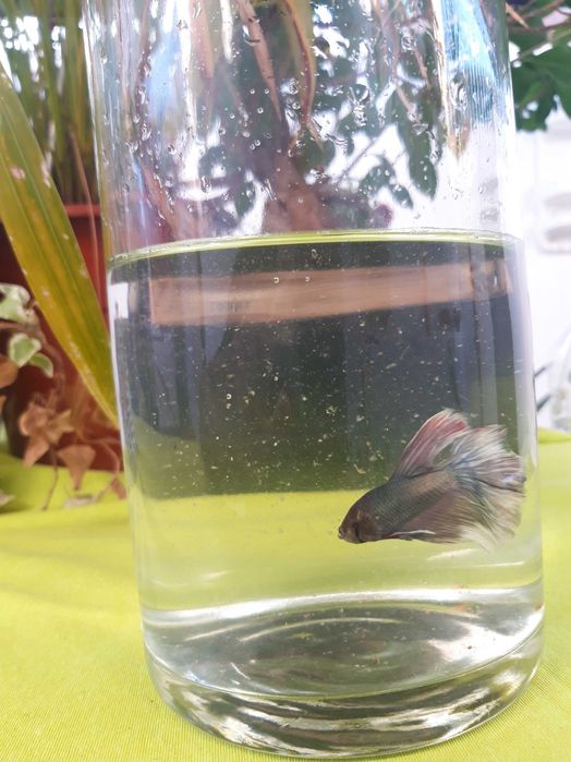 Betta  macho xxl