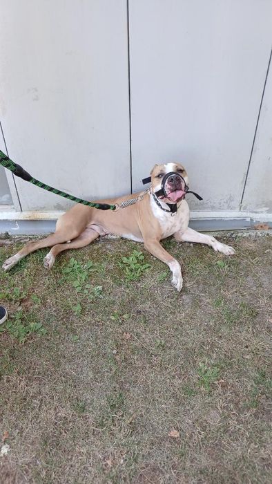 Pit bull de 6 anos