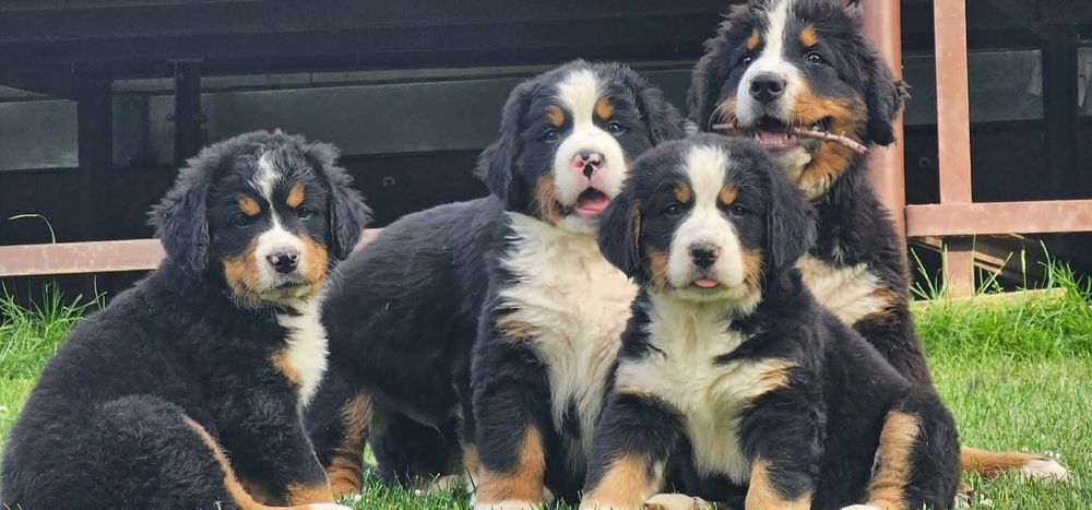 Berneński Pies Pasterski - Szczeniak
