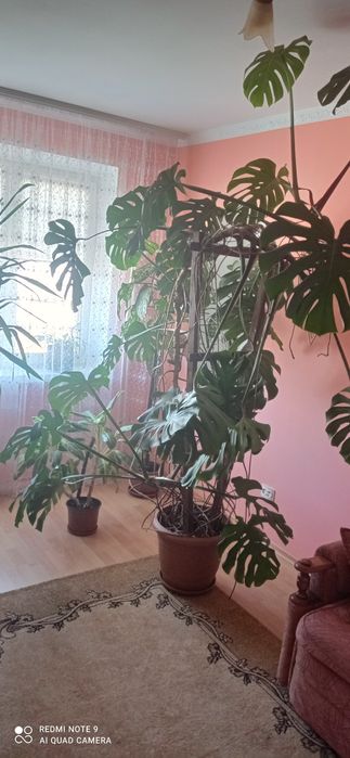 Продам велику Манстеру