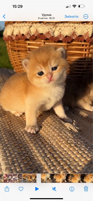 Золота британська шиншила котик кішечка кошенята