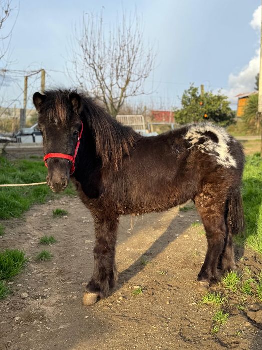 Pônei Shetland TOP