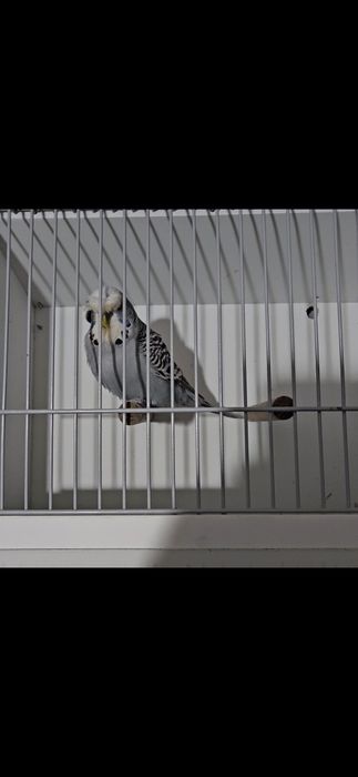 Aves para cedência